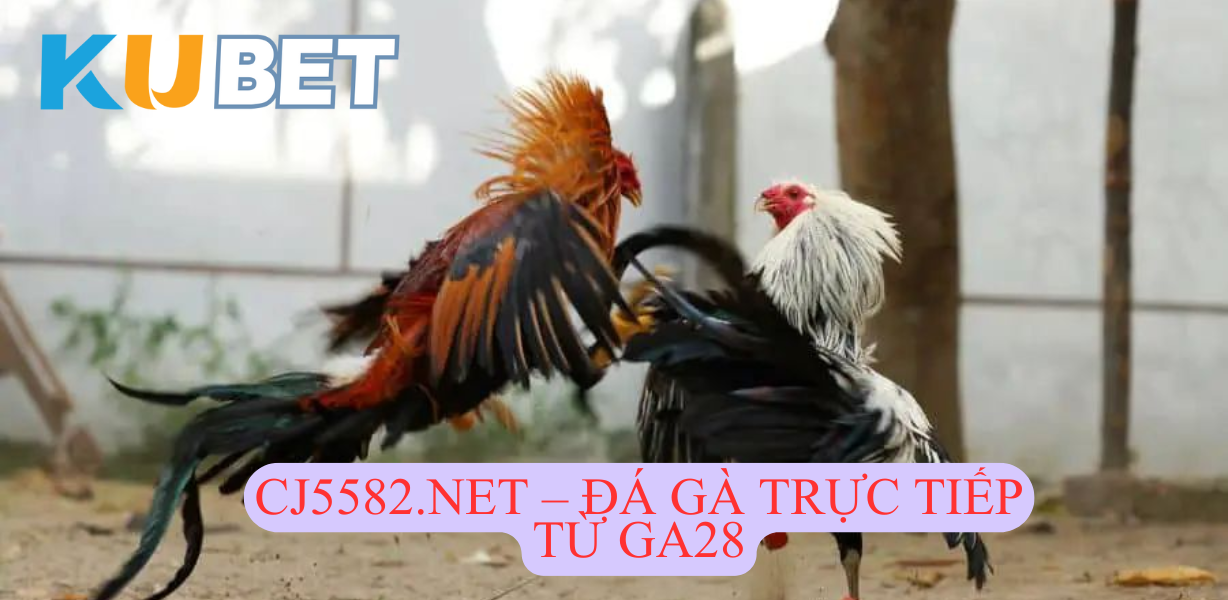 CJ5582.NET – Giới thiệu Sảnh Đá Gà GA28 uy tín hàng đầu Kubet
