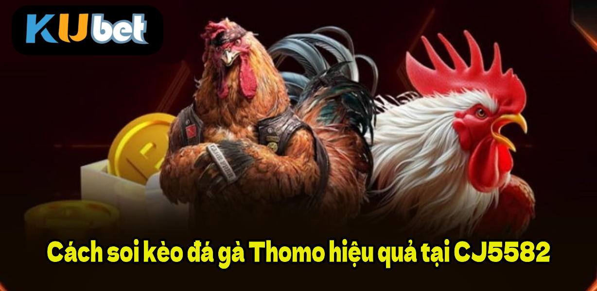 Cách soi kèo đá gà Thomo hiệu quả tại CJ5582