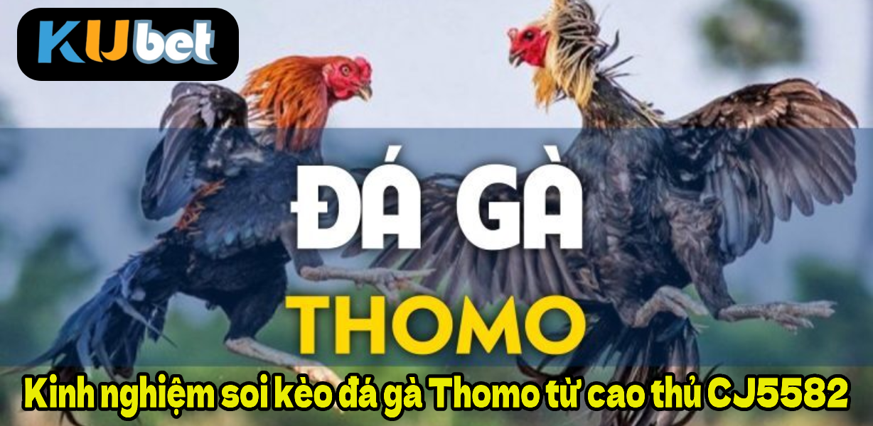Kinh nghiệm soi kèo đá gà Thomo từ cao thủ CJ5582