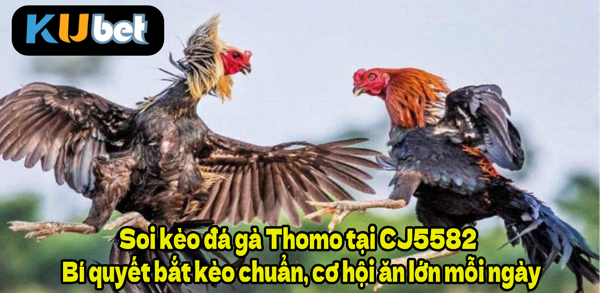 Soi kèo đá gà Thomo tại CJ5582 – Bí quyết bắt kèo chuẩn, cơ hội ăn lớn mỗi ngày